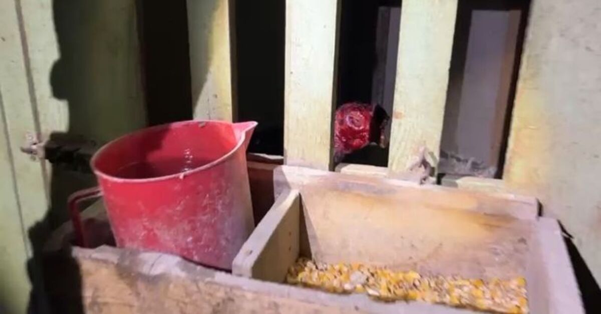 Sakarya’da horoz dövüşüne 416 bin TL ceza
